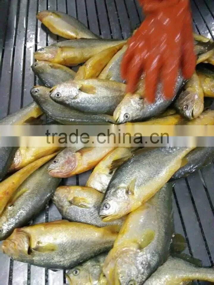 frozen yellow croaker on sale IQF 400-500g ,IWP