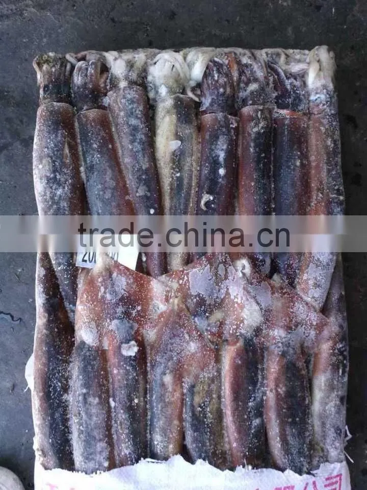 200-300g Frozen Illex Squid/Argentina