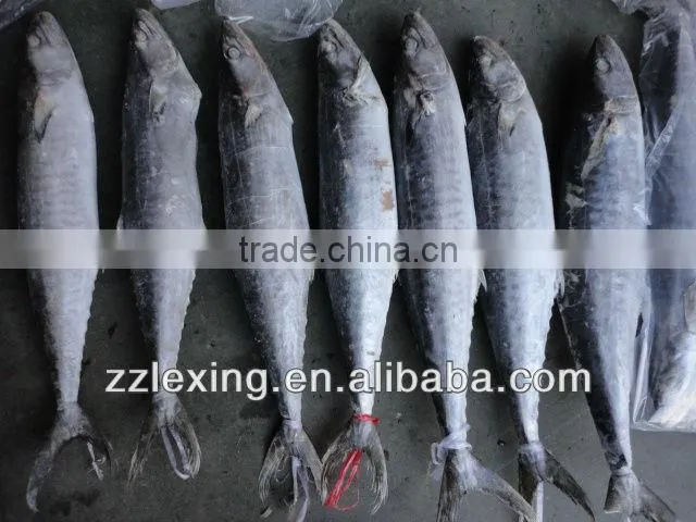Frozen spanish mackerel,IQF,W/R,fresh