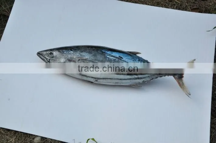 Frozen seafood fresh fish skipjack tuna
