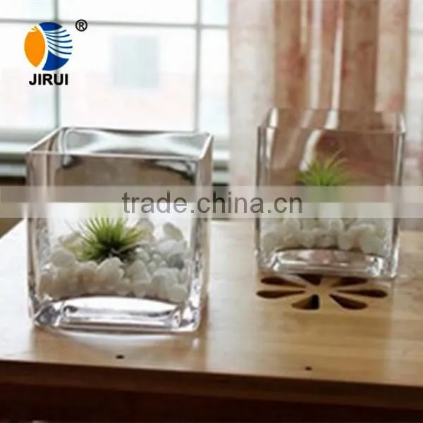 transparent square glass tissue culture vessel jar with plant
