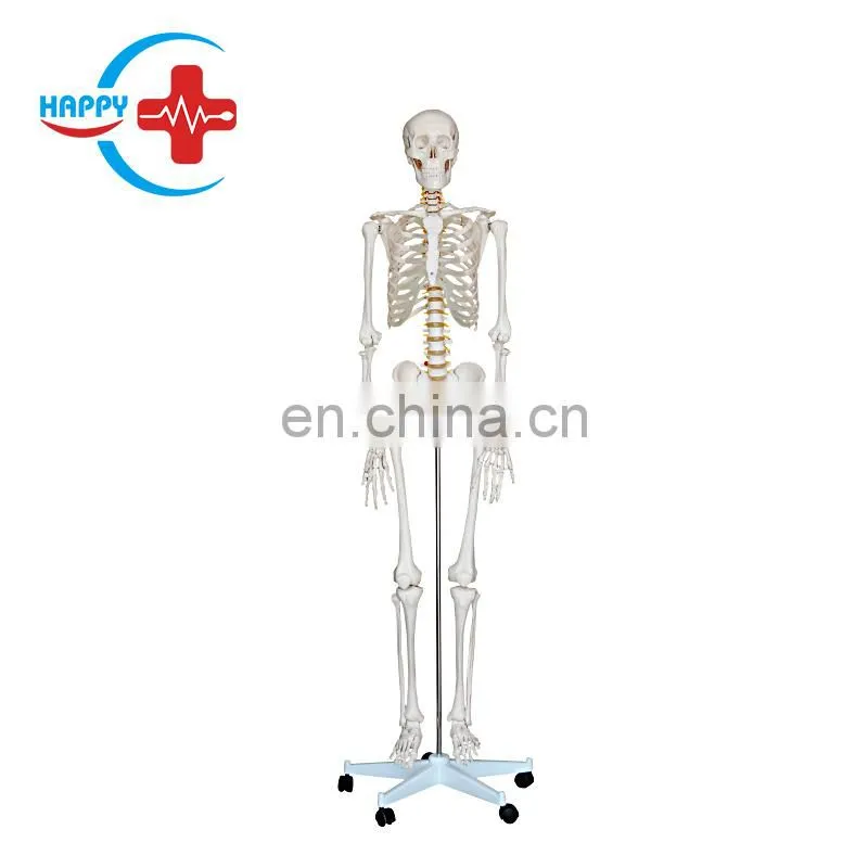 HC-S201 Anatomical human actual size skeleton model life size human skeleton model
