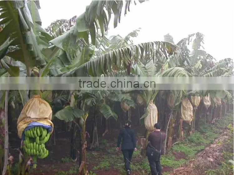 Banana protection bags/growing bags for fruit