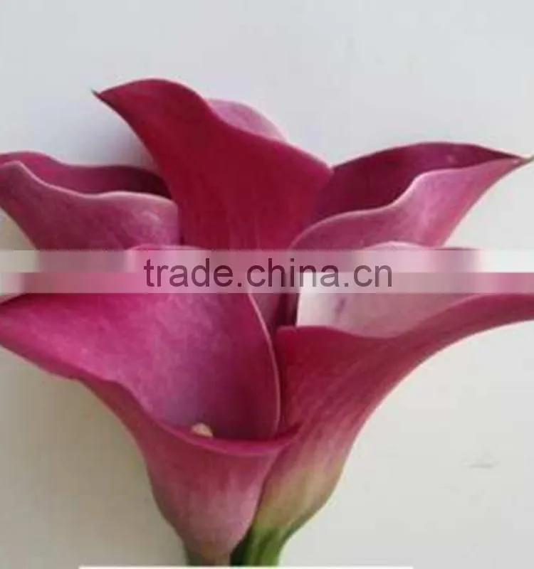 High grade new coming decoration calla lily flower