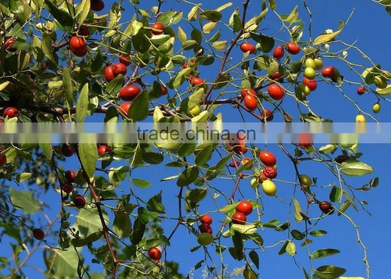 GMP Factory Wild Zizyphus Jujube Fruit Oil Softgel Capsule OEM