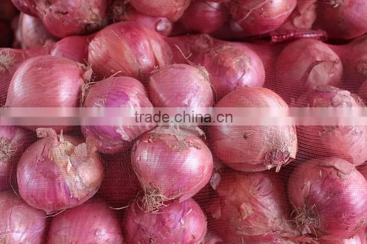 China origin onion ton market price for red onion