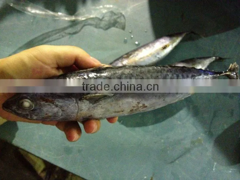 Frozen Skipjack Bonito tuna for Sri Lanka