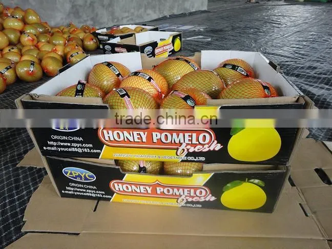 new crop pomelo