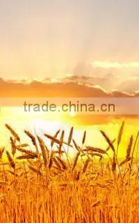 Plant Source Amino Acid Powder 40%