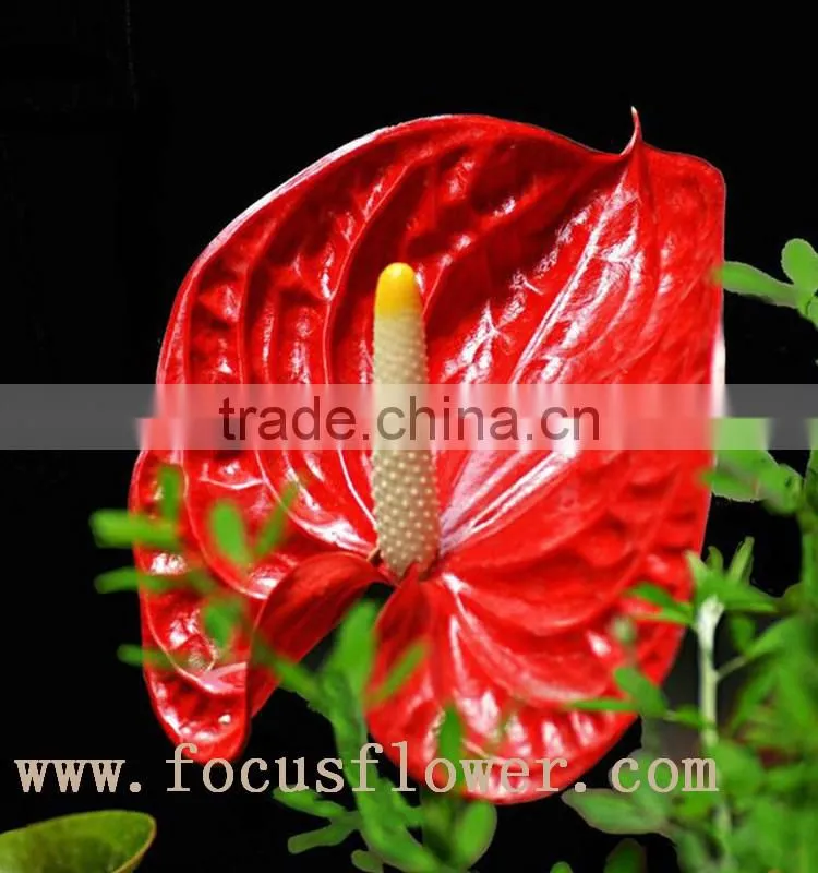 wholesale fresh cut flower plants Anthurium from kunming