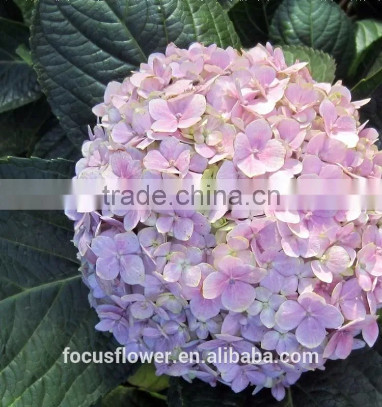 Fresh Artifical Light Pink Hydrangea For Export