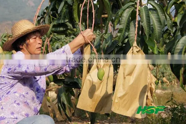 Mango fruit growing paper bag