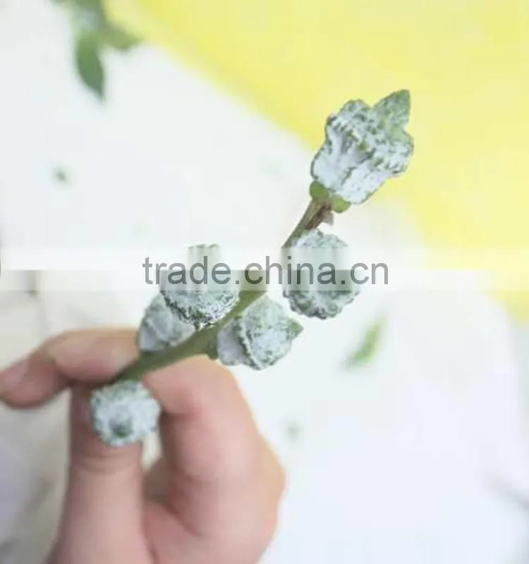 Excellent quality eucalyptus wholesale high quality fresh cut flowers