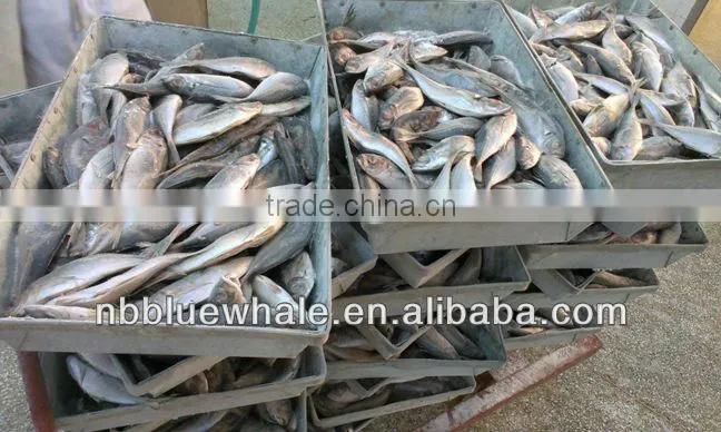 New Ningbo frozen fish brand canned mackerel
