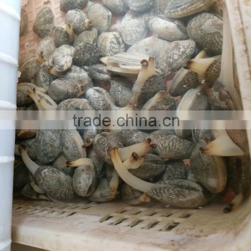 FROZEN DELICIOUS READY TO EAT CLAM