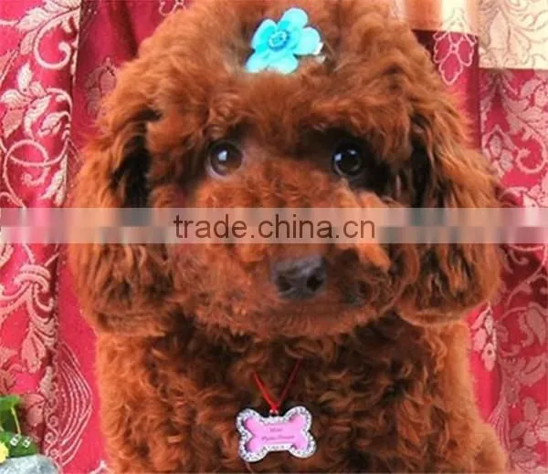 Necklace Pendant Charm Pet Dog Cat ID Tag