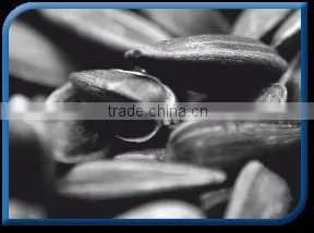 Sunflower Seed
