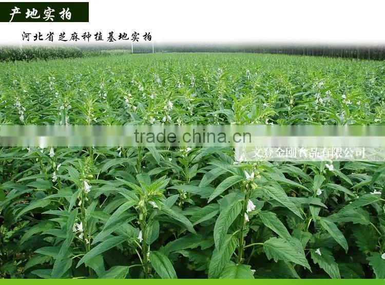 100%pure sesame oil/ Refined Pure Gingelly Oil