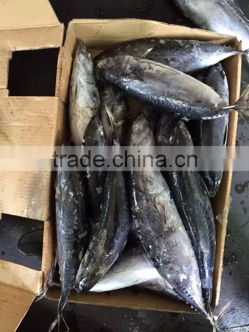 2016 high quality 400-700g of Frozen Whole Round Bonito for sale