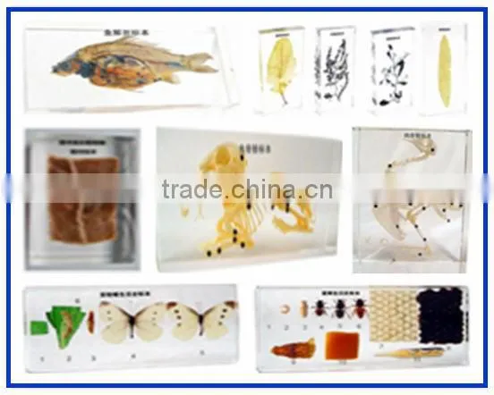 3D Preserved Specimens