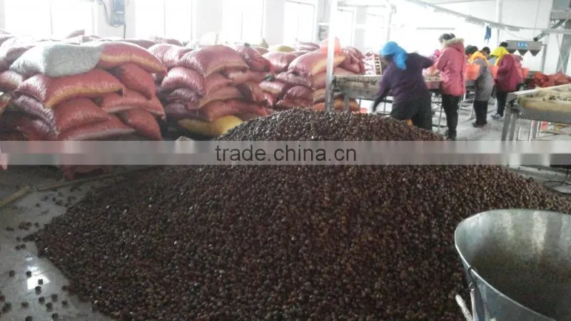chinese chestnut