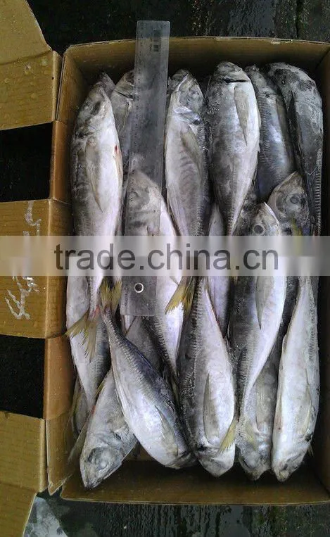 Frozen fish Trachurus japonicus Mackerel