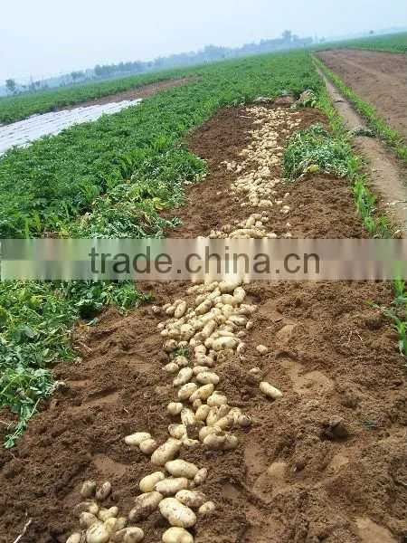 Holland Potato to Dubai Market for Sale