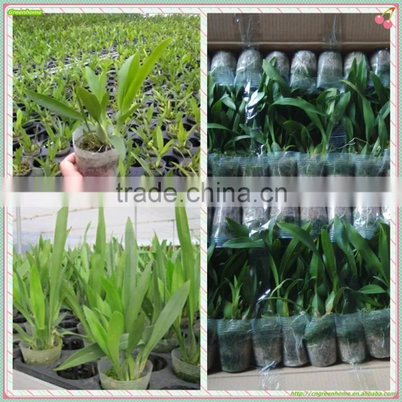 Oncidium orchid plant