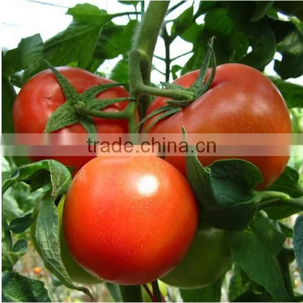 granular Ammonium Sulphate Producer white Color