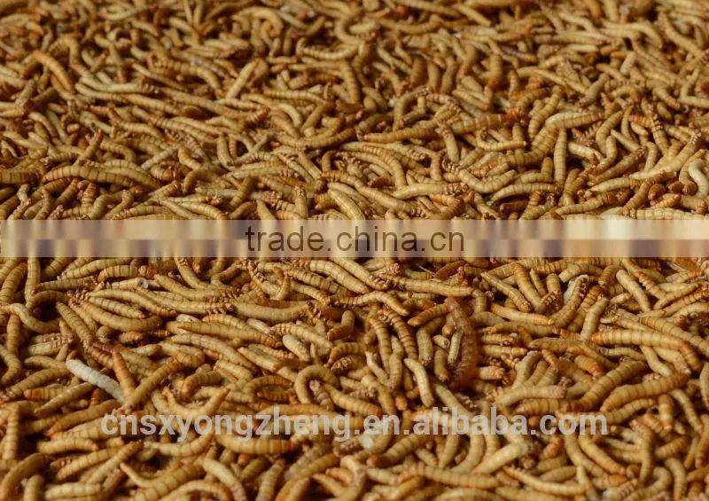 Feed For Bird & Fish Freeze dried mealworms;yellow mealworms