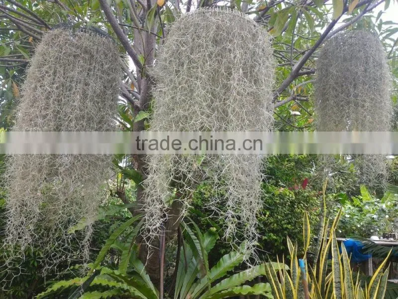 Spanish moss