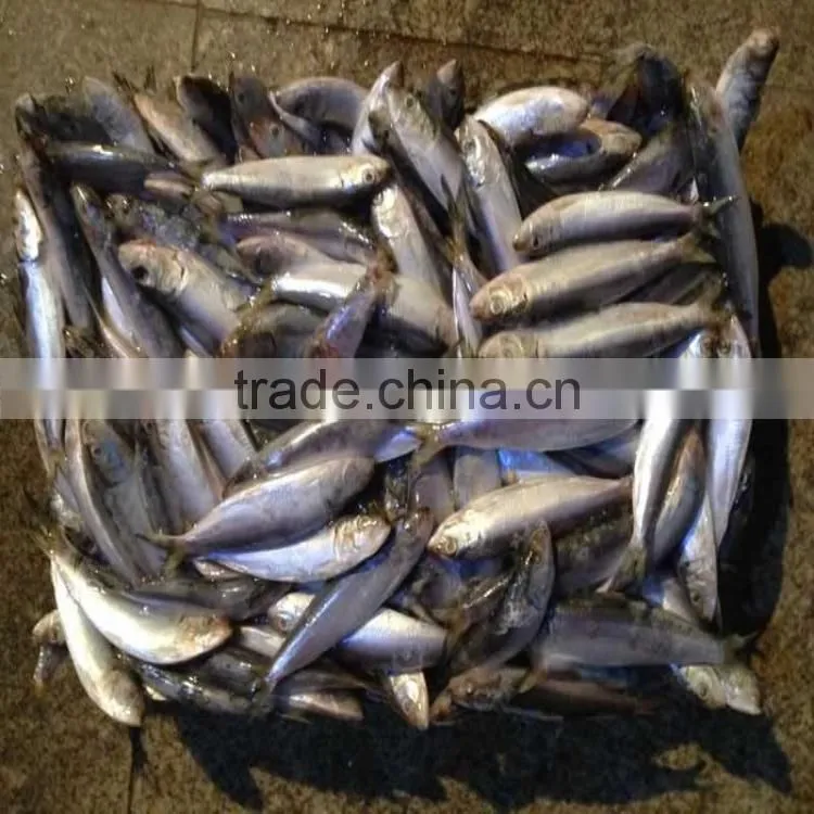 low price canned fish sardine frozen sardine for canning