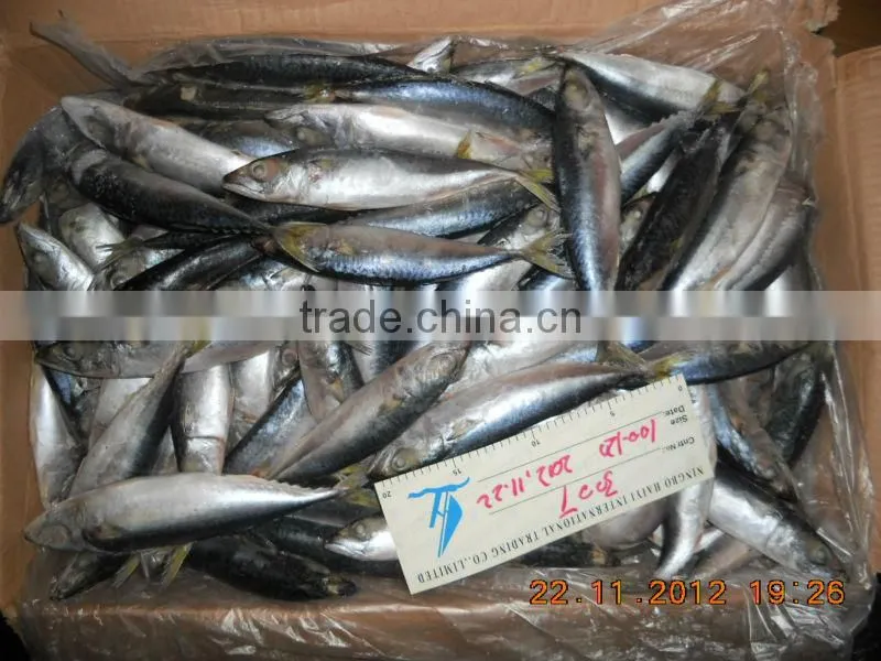 frozen mackerel loading nov 25th