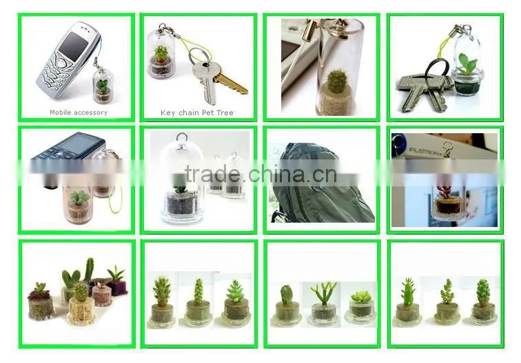 Pet Tree,Mini Plant, Pet Plant