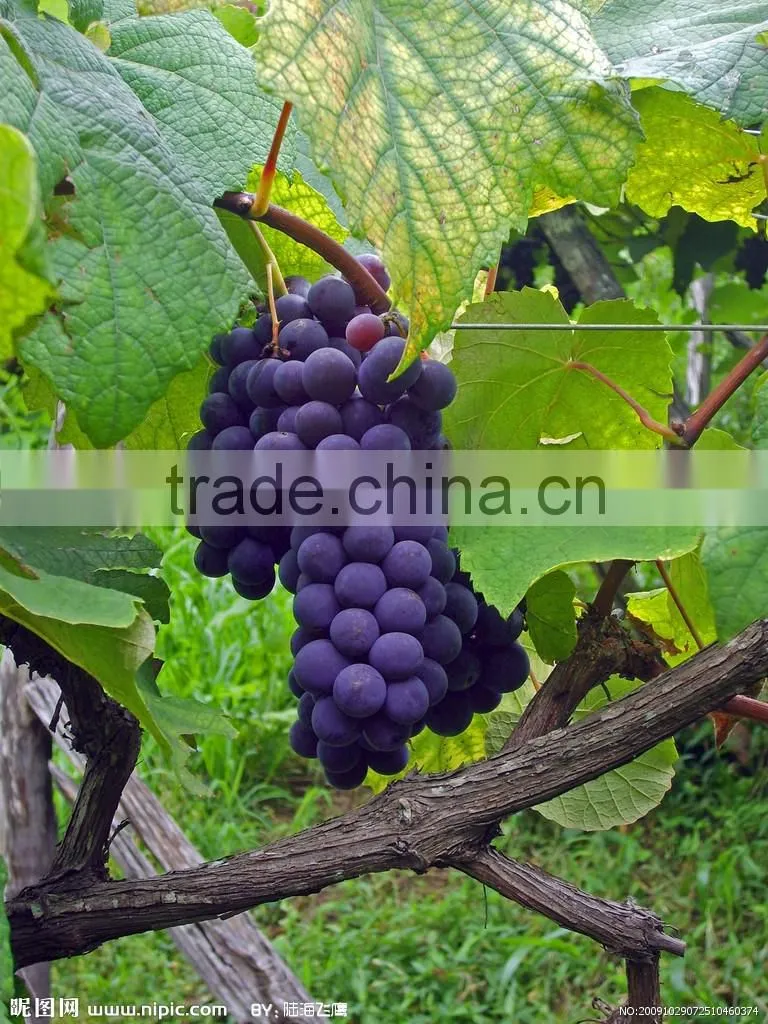New style build-in Compressor Wine Coolers / Cellars / Refrigerators Vinicole 20 bottles single zone