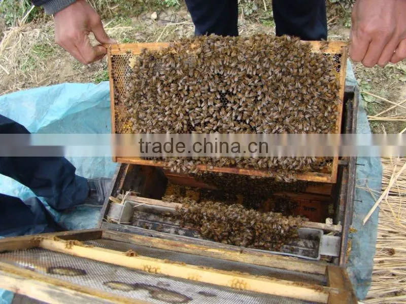 Chaste Honey