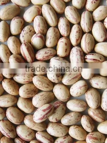 chinese Beans 2014 new crop;