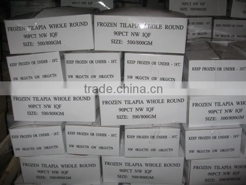 2015 New season of frozen tilapia from China