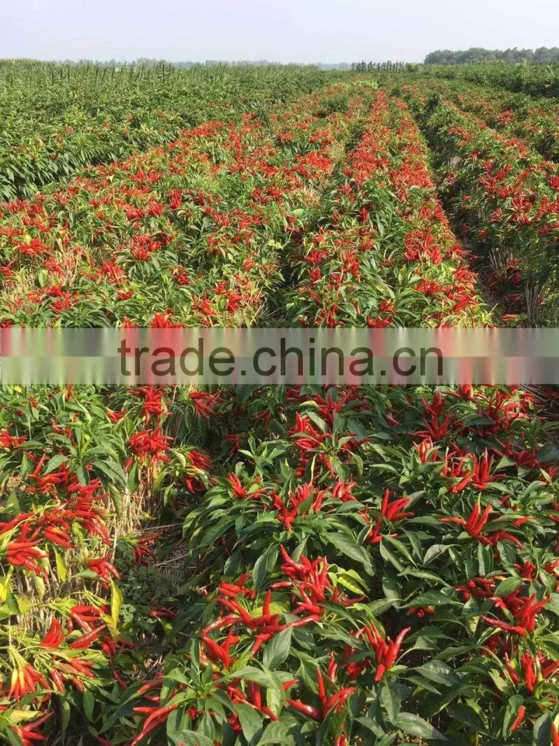 Hybrid F1 Pepper seeds hot pepper seeds for growing-High yield king