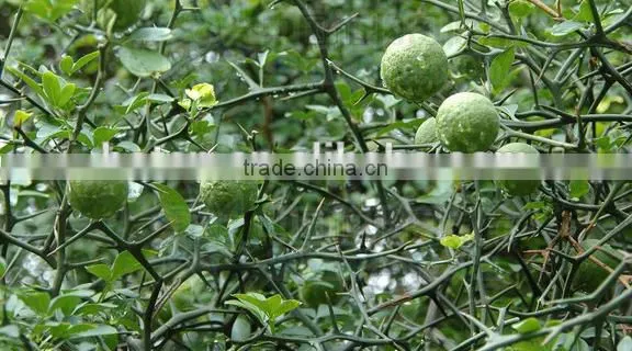 Citrus Aurantium Extract 10%-98% HPLC Nobiletin
