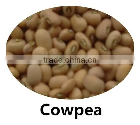 JSX cooking British red kidney bean round shape food grade red kidney bean