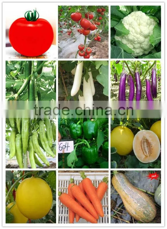 MBG031 Zhun dark green bitter melon seeds, hybrid bitter gourd seeds
