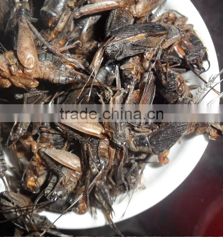 Drum(400g) Packed Freeze Dried Crickets For Wild Bird ;Dried Cricket For Bird