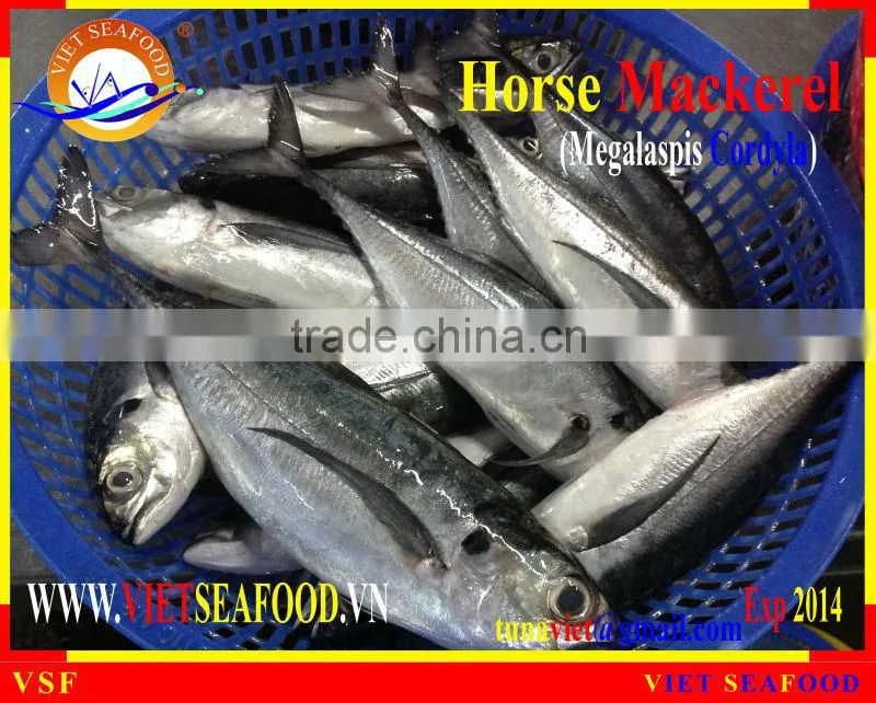 FRESH RAM MATERIALS W/R HORSE MACKEREL