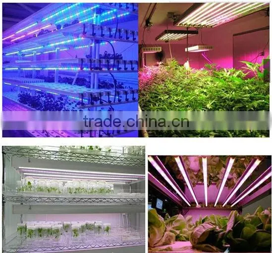 3528 indoor led plant growing Light T8 Tubes customized light spectrum