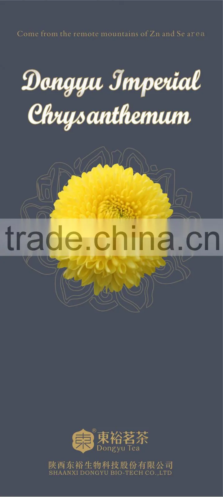 ancient Chinese medicine for herbal therapy and herbal remedy chrysanthemum