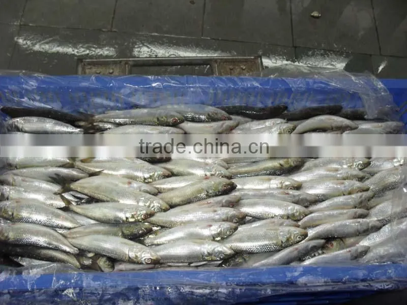 FROZEN SARDINE WHOLE ROUND