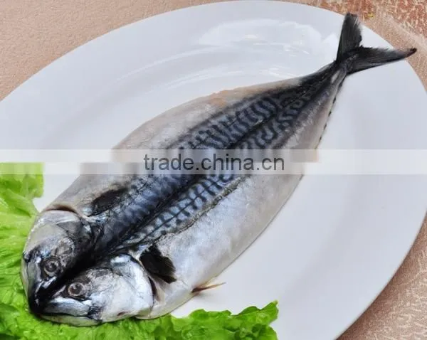 Frozen Preserved Mackerel With Butterfly Shape