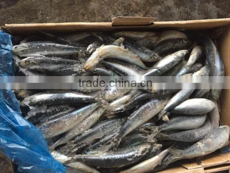 Frozen Whole Round Sardine 10-12pcs/kg for market