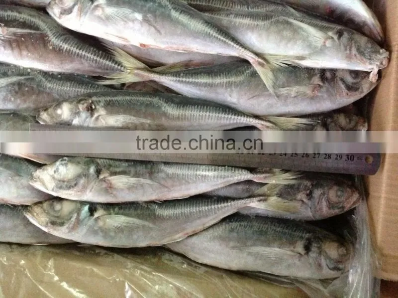 Frozen fish horse mackerel size 20cm+ fro sale